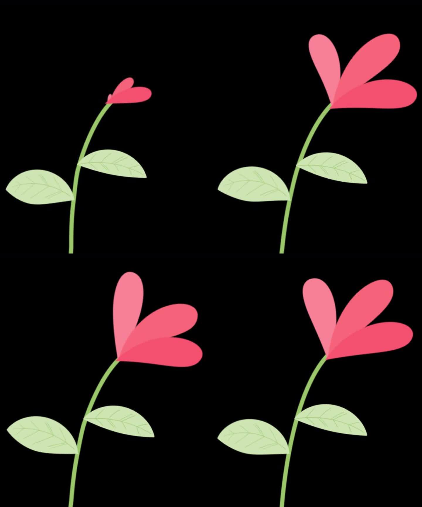 植物花朵生长动画