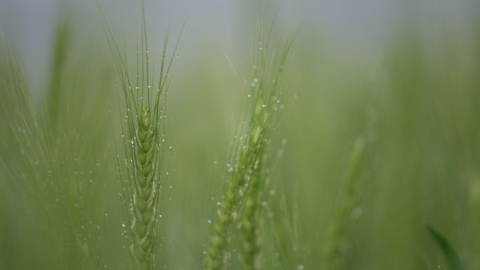 春天早晨麦地麦田麦穗麦芒露水实拍原素材