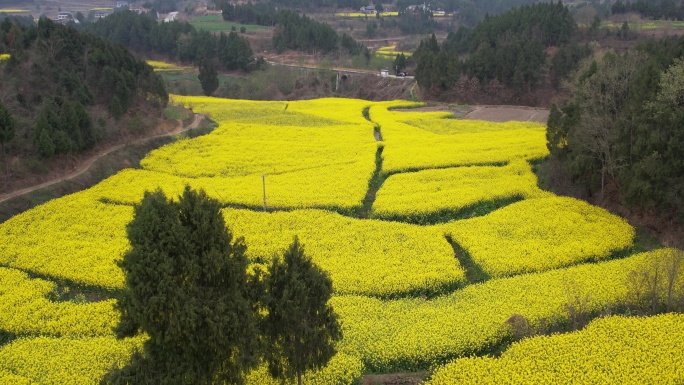 油菜花田 大疆4k