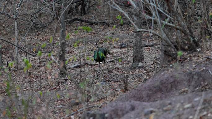 在林间觅食的云南绿孔雀