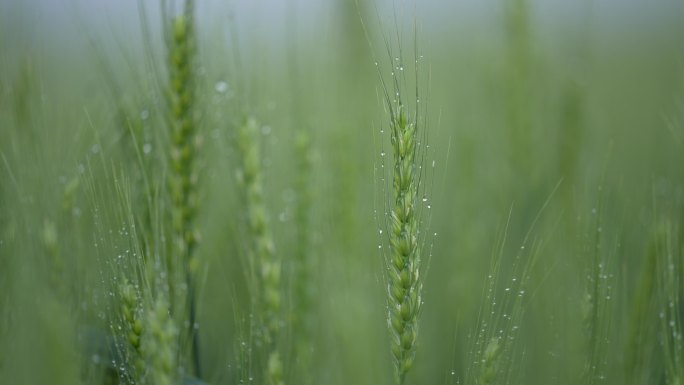 春天早晨麦田麦地麦穗露水清新唯美实拍素材