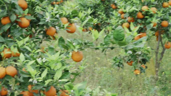 6k橘子橘子花蜜蜂橘子树橘子林空镜