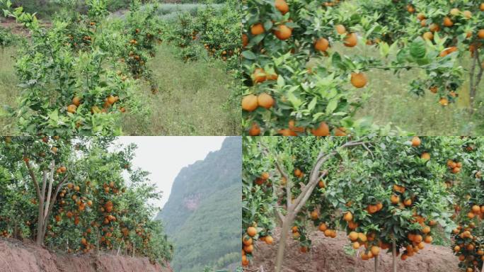 6k橘子橘子花蜜蜂橘子树橘子林空镜