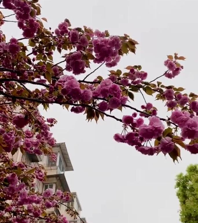 雨中的花