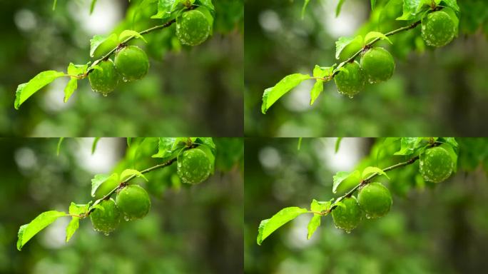 夏天雨水中的青梅果实