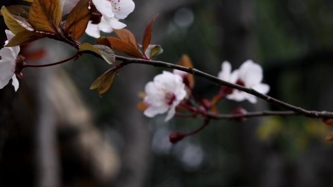 春天花 海棠花 桃花 梅花 连翘 三色堇