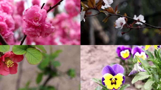 春天花 海棠花 桃花 梅花 连翘 三色堇