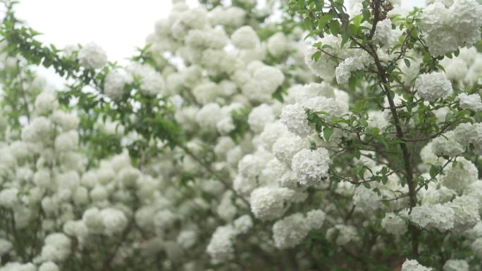 白色木绣球花卉 美景素材