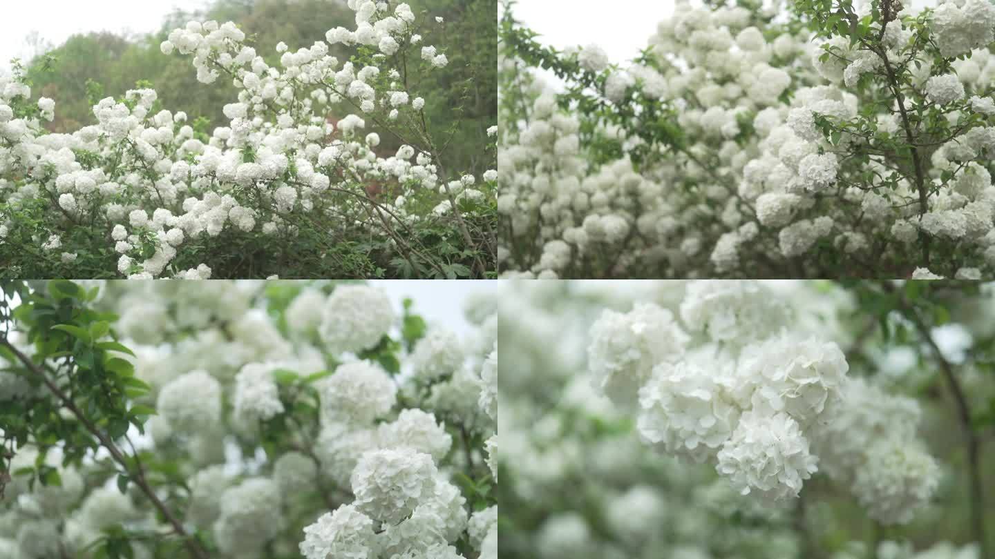 白色木绣球花卉 美景素材