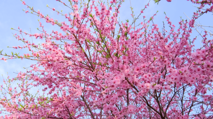 【原创实拍】桃花盛开春意盎然