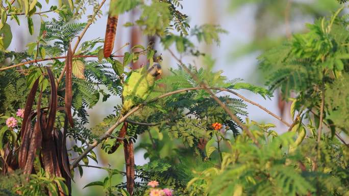 花头鹦鹉躲在灌木丛中吃花苞