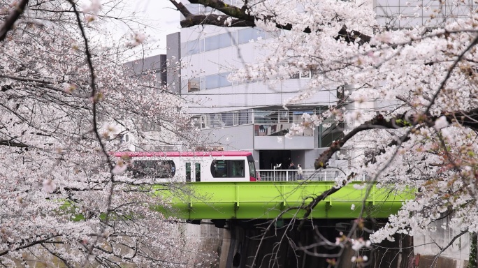 高清实拍日本东京街头樱花