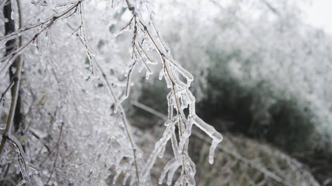 凝冻树枝结冰