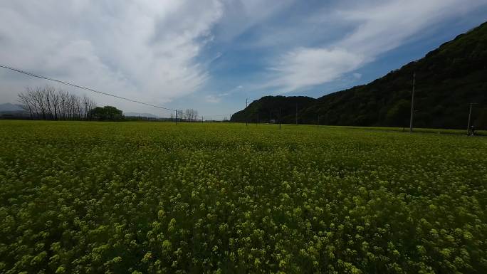 富阳油菜花田穿越机航拍