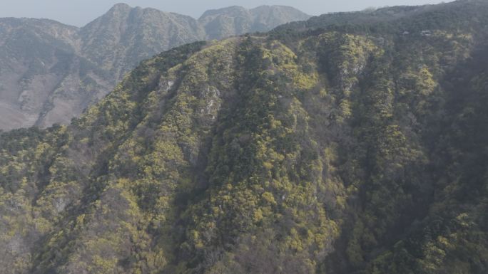 济南云梯山梯子山连翘花