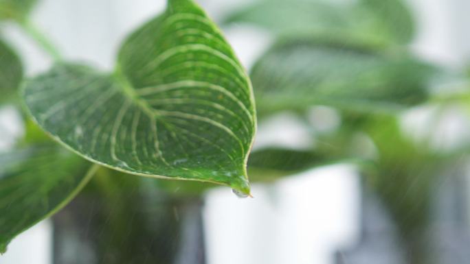 4k浇花特写 植物展示3