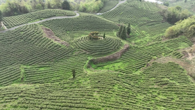 贵阳神鹊茶场