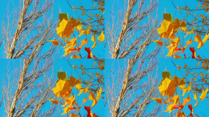 秋天金色树叶迎风摆动唯美空镜