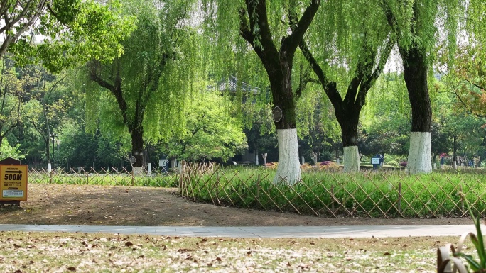 春天春季春风柳树柳絮漫天飞舞实拍原素材