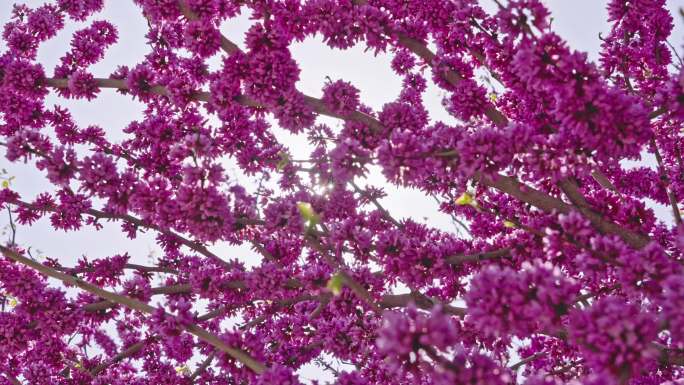 春天阳光下紫荆花盛开