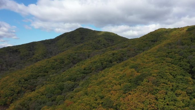 东北 松树林