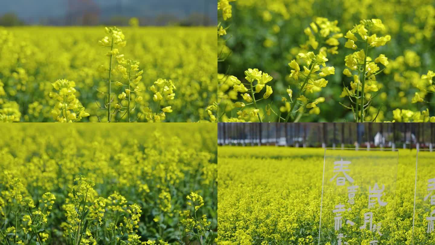 菜花油菜花蜜蜂春天蜜蜂菜花油菜田