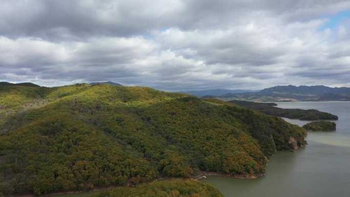 东北 松树林