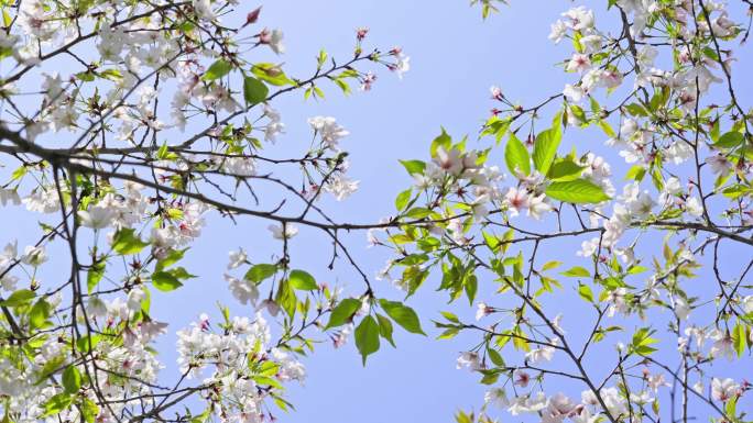 春天梨花盛开和一群鸟飞过