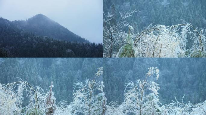 雪景 雾凇冰花 雪花