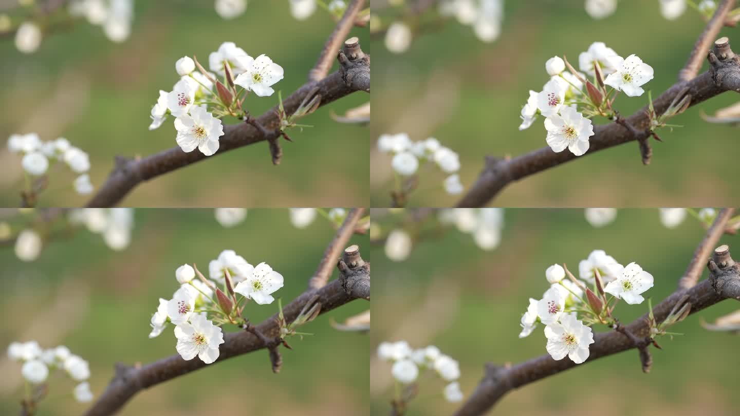 春天绽放的梨花
