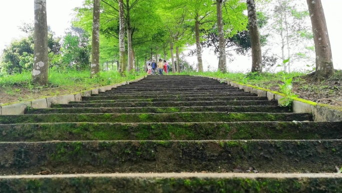 山顶阶梯树林阶梯