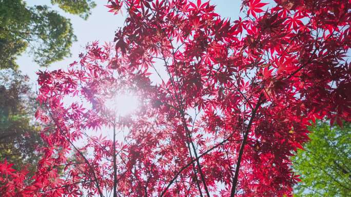 阳光穿透摇摆的枫叶树林