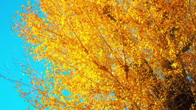秋天金色杨树落叶落下唯美空镜头