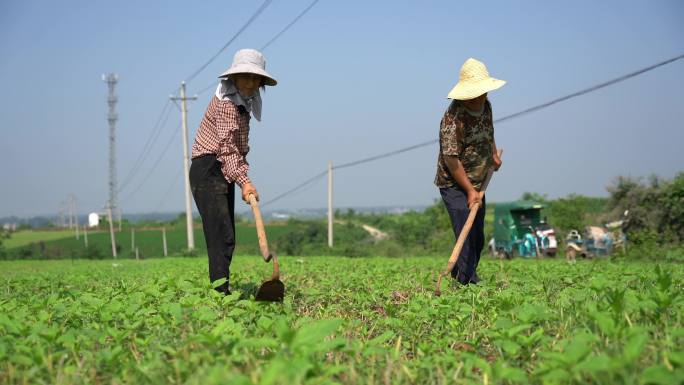 夏天两个戴草帽的农民在田间劳动