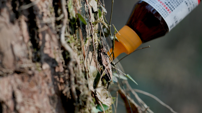 园林松树养护病虫害防治打药特写