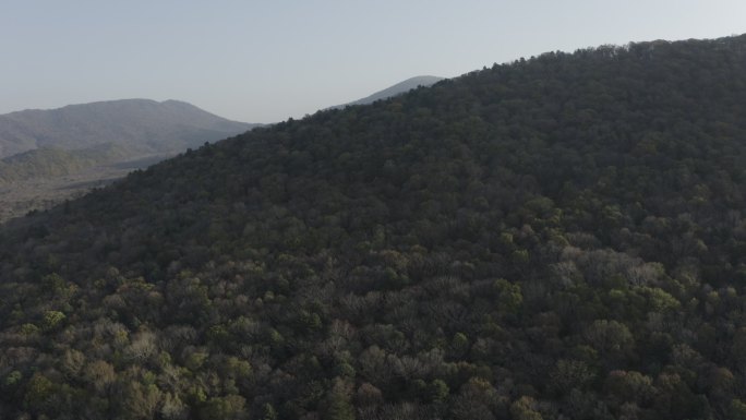 东北 松树林