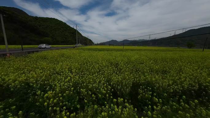 富阳油菜花田穿越机航拍