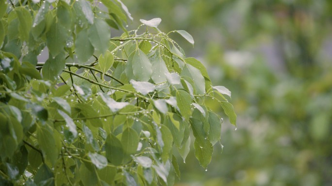 绿色春雨树花蕾毛毛雨 4K