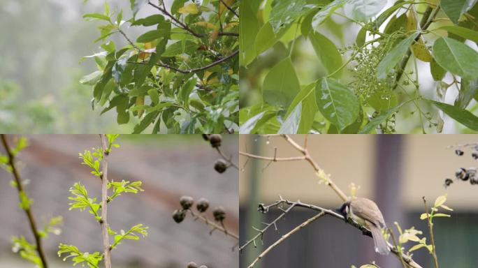 绿色春雨树花蕾毛毛雨 4K