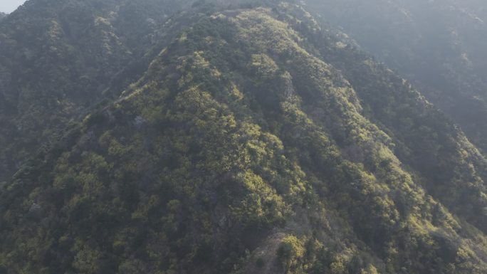 济南云梯山梯子山连翘花