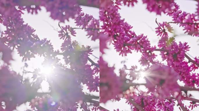 春天阳光下紫荆花盛开