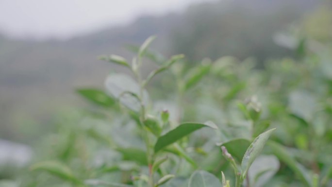 采茶，机械制茶，机器烘茶，儿童采茶