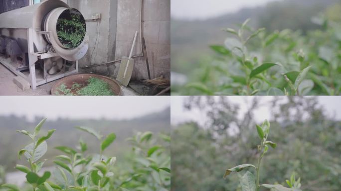 采茶，机械制茶，机器烘茶，儿童采茶