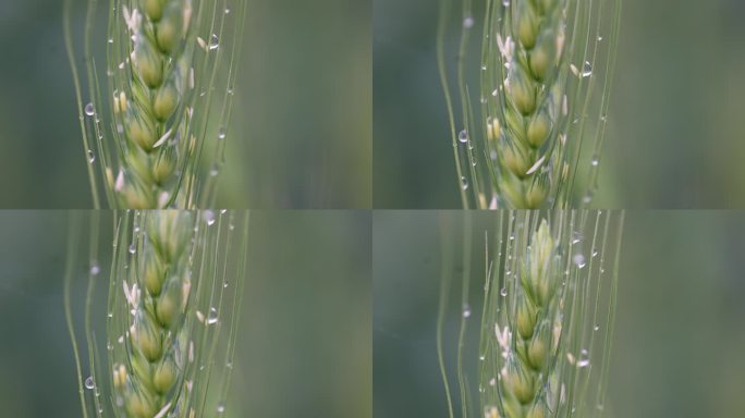 春天麦地麦田麦穗麦花麦芒特写露水实拍素材