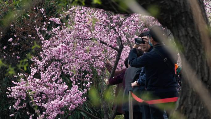青岛中山公园里赏樱花的人