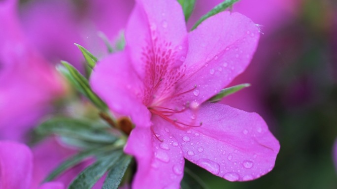 4k雨后的杜鹃花