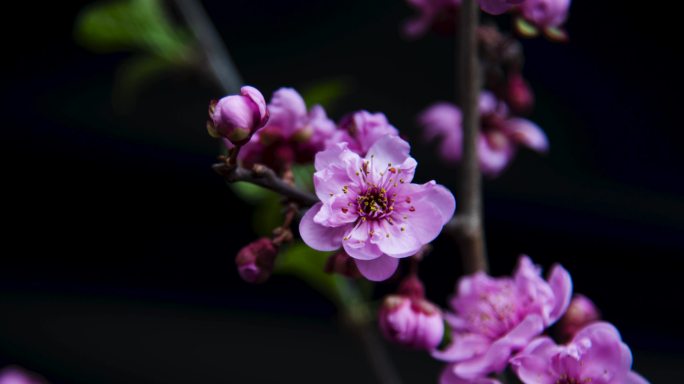 春天红梅桃花梅花花朵盛开延时摄影