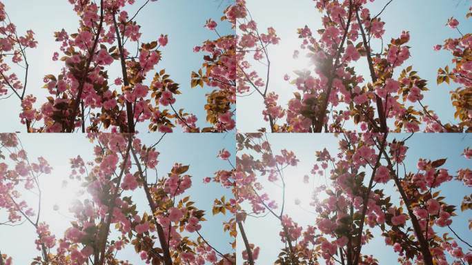 逆光拍摄开满樱花的樱花树