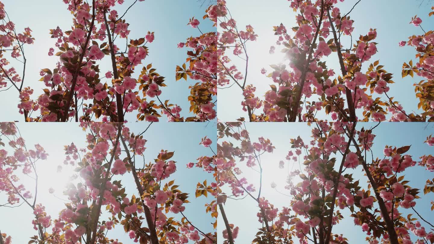 逆光拍摄开满樱花的樱花树