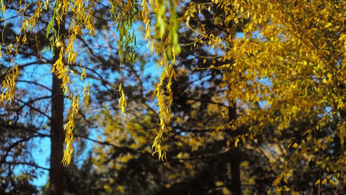 秋天金色柳叶落叶落下唯美空镜头